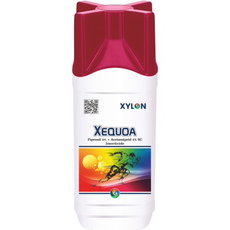 Xesquoa